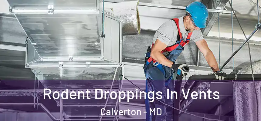  Rodent Droppings In Vents Calverton - MD
